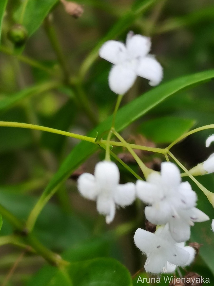 Hedyotis trimenii var. orbicularifolia Ridsdale